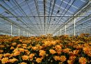 Inside a greenhouse growing yellow chrysanthemums.